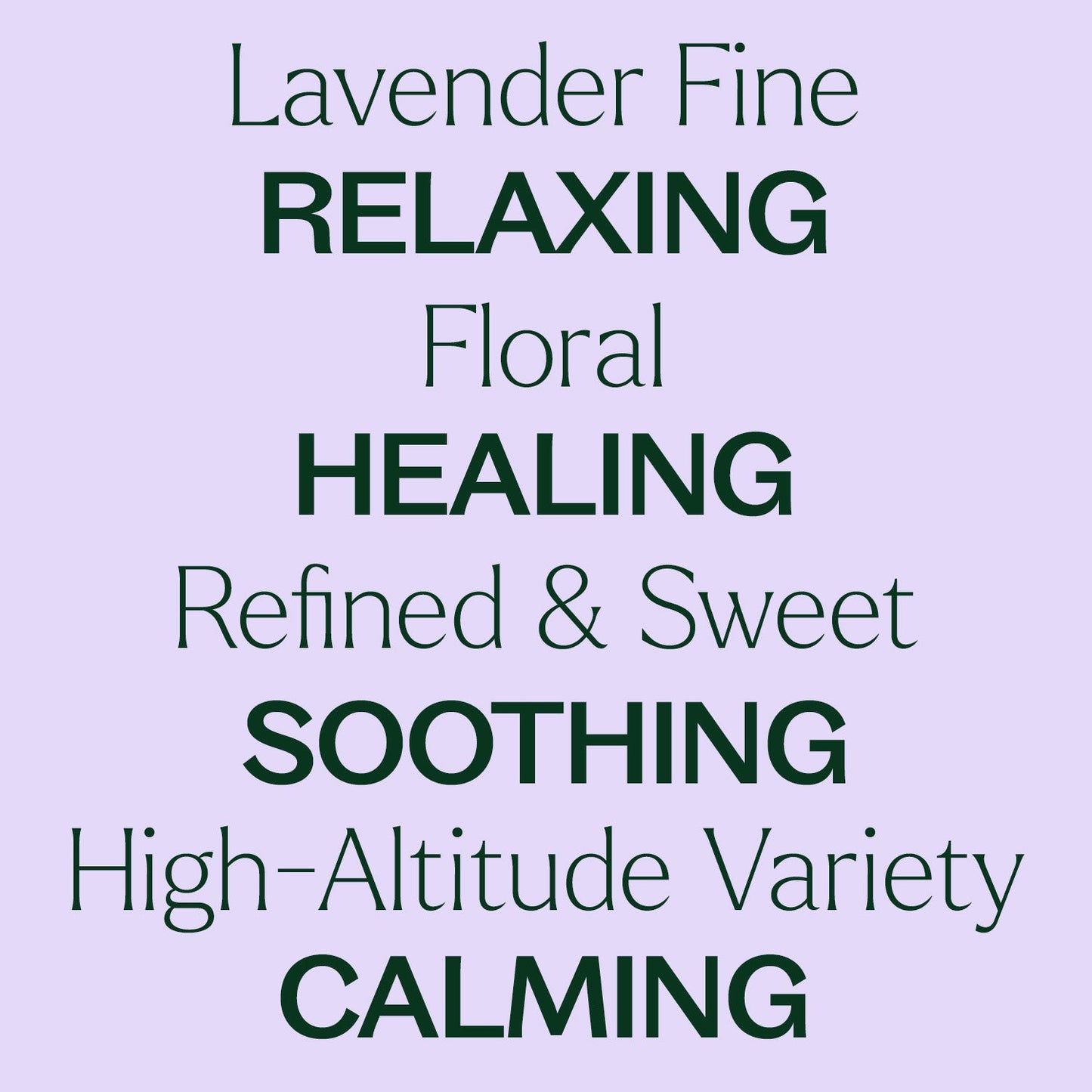 Lavender Fine Essential Oil